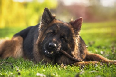 Alman çoban köpeği güneşli bir günde bir sopayı ısırarak parkta yatıyor..