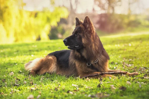 Cane Pastore Tedesco Sdraiato Nel Parco Accanto Suo Bastone Orizzontale — Foto Stock