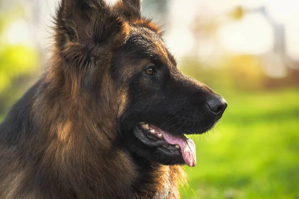 Close Portret Van Duitse Herder Hond Het Park Een Zonnige — Stockfoto