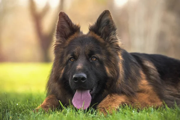 Purebred Schäfer Hund Liggande Parken Med Tungan Hängande — Stockfoto