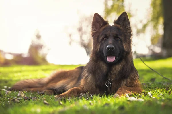 Renrasiga Tyska Herde Hund Liggande Parken Tittar Kameran Horisontell Med — Stockfoto