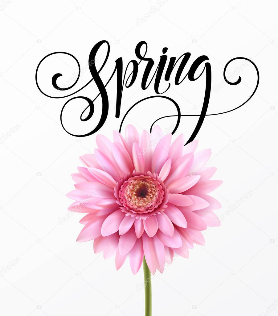 Gerbera Flower Background and Spring Lettering. Vector Illustration