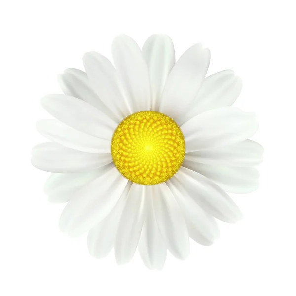 Flores de margarita primaveral aisladas sobre fondo blanco. Ilustración vectorial — Vector de stock
