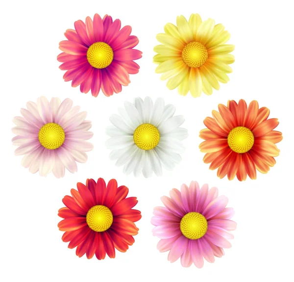 Gran conjunto de hermosas flores de margarita de primavera de colores aislados sobre fondo blanco. Ilustración vectorial — Vector de stock