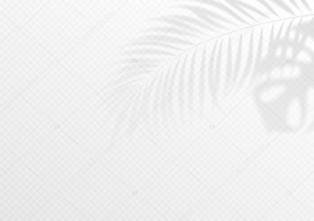 The transparent shadow overlay effect. Tropic leaf. Mockup with overlay a palm leaf shadow. Vector illustration