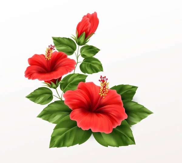 Prachtige hibiscus bloem, knoppen en bladeren geïsoleerd op witte achtergrond. Exotische tropische plant realistische vector illustratie — Stockvector