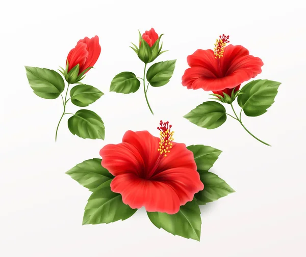 Conjunto é bela flor de hibisco, botões e folhas isoladas no fundo branco. Ilustração de vetor realista de planta tropical exótica — Vetor de Stock