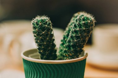 Kağıt kahve Kupası ve pot kaktüs