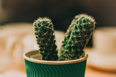 Kağıt kahve Kupası ve pot kaktüs