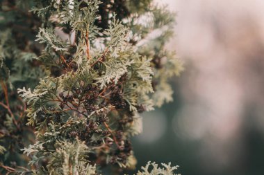 Firavun ağacı brunch 'ı yaklaşıyor. Sığ odaklanma. Yumuşak köknar ağacı brunch 'ı yakın çekim. Noel duvar kağıdı konsepti.