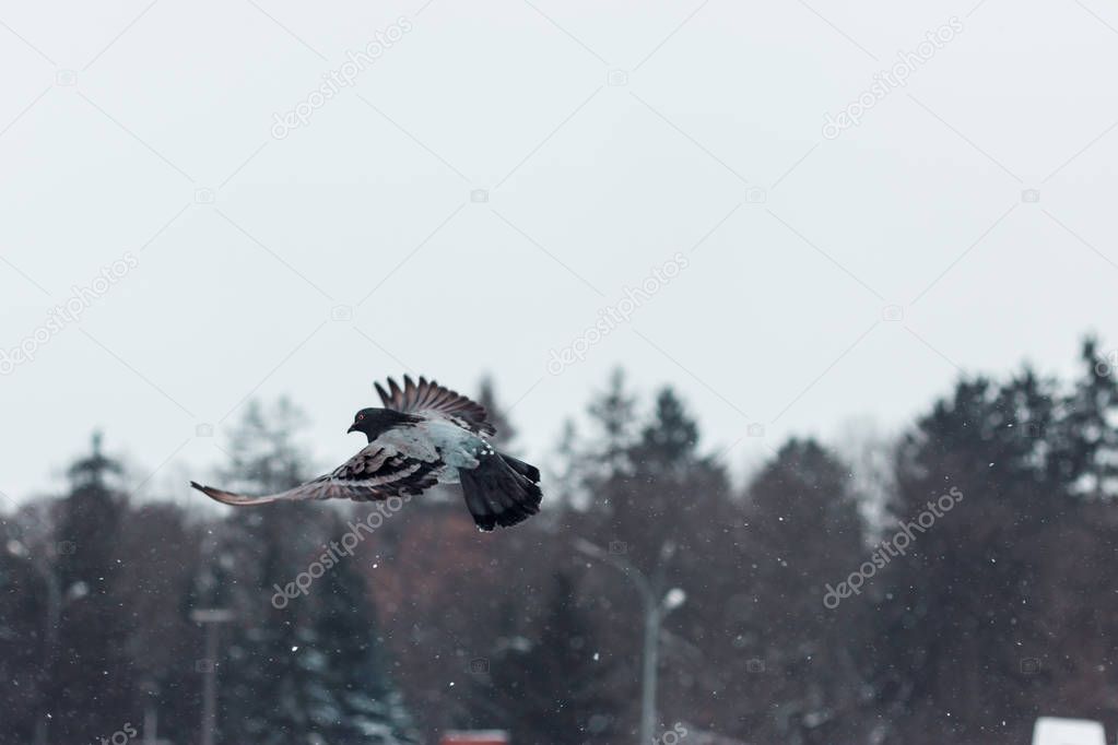 Flight of Pigeons