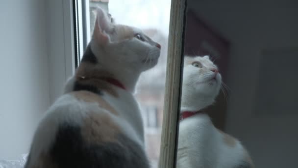 Skotská skládací kočka se na sebe podívá do zrcadla, než se podívá do kamery. Barva whisky. — Stock video
