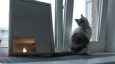 Tatlı turuncu kedi pencerenin yanında oturuyor ve güzel bir hava gününde güneş almak için dışarı bakıyor. Kedi etrafına bakar ve kameraya bakar, merak eder, düşünür ve dinlenir.