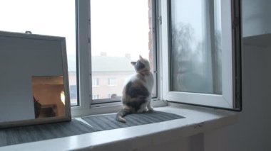 Tatlı turuncu kedi pencerenin yanında oturuyor ve güzel bir hava gününde güneş almak için dışarı bakıyor. Kedi etrafına bakar ve kameraya bakar, merak eder, düşünür ve dinlenir.