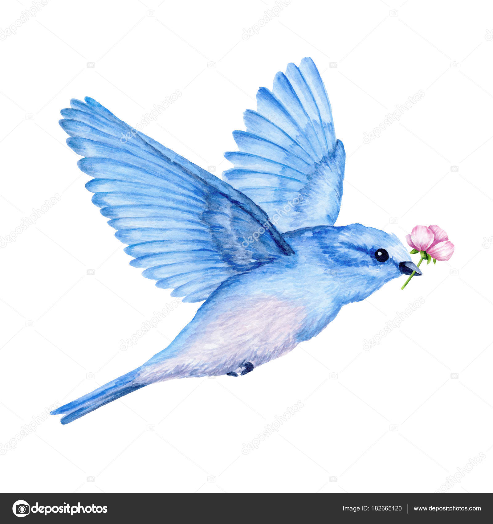ベスト 青い 鳥 イラスト 綺麗 Josspicture4l1qh