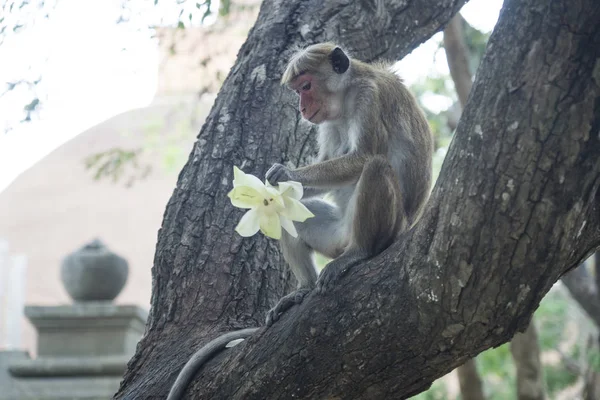 Mono comiendo las ofrendas, Anuradhapura, Sri Lanka —  Fotos de Stock