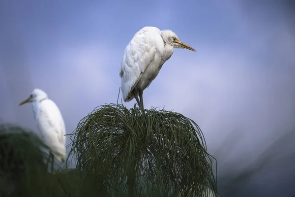 Huysuz kuş, Nuwara Eliya, Sri Lanka