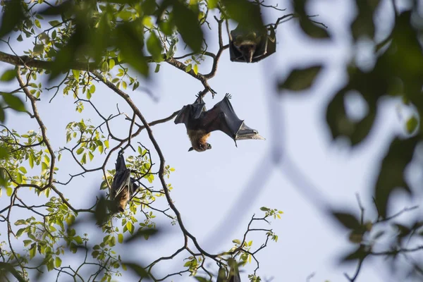 Flygande hundar i ett träd på Kandy-sjön, Sri Lanka — Stockfoto