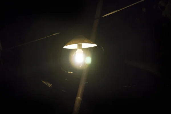 Комахи навколо лампочки — стокове фото