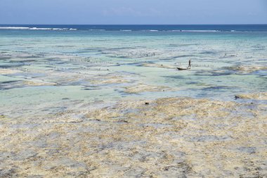Fisherboat seagrass plantation, Nusa Lembogang, Bali, Endonezya