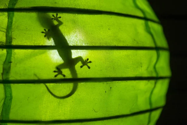 Schatten eines Geckos in einer grünen Lampe, Goldluft, Lombok, Indonesien — Stockfoto