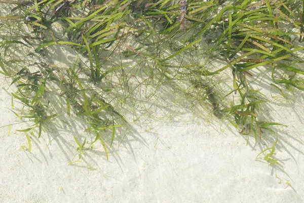 Sjögräs under vattnet i Nusa Lembongan, Bali, Indonesien — Stockfoto