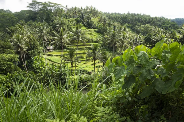 Terraced ricefields, Sayan Terraces, Ubud, Bali, Indonesia — Stock Photo, Image