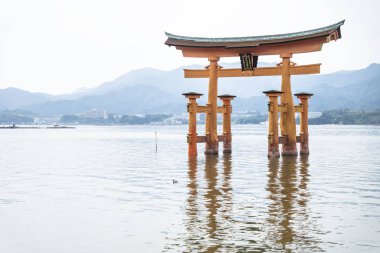 Yüzen yakın kapı detayı ile ördek Miyajima, Japonya.