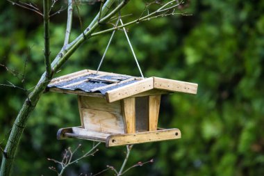 Kuş evini dal buz yağmur ve yeşil arka planlı, Avusturya