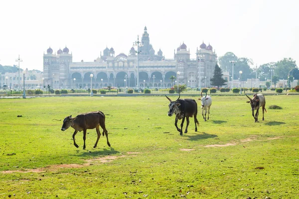 Cows and bulls walking in the garden of Mysore Palace, India — Stock Photo, Image