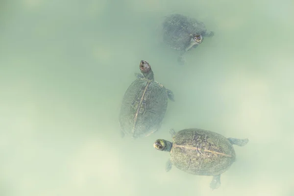 Three turtles looking out of light green water