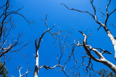 Yapraksız Eukalyptus ağaçlar yemiş koalas, Cape Otway, Victoria, Avustralya