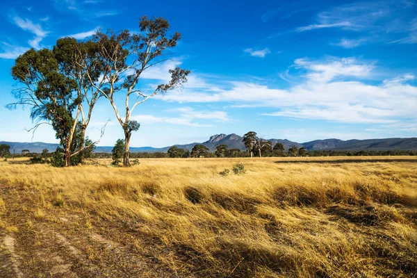 Paesaggio di praterie dorate nella boscaglia con montagne di Grampians sullo sfondo, Victoria, Australia — Foto Stock