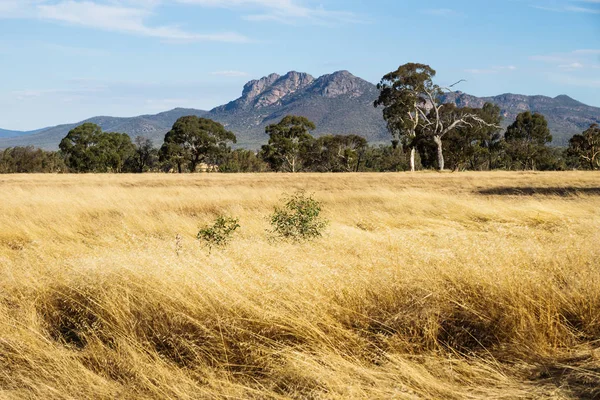 Paesaggio erboso asciutto nella boscaglia con montagne dei Grampians sullo sfondo, Victoria, Australia — Foto Stock