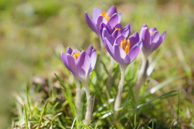 Çim çayır, Avusturya mor Iridaceae çiçeklenme