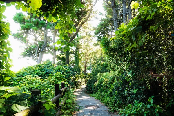 Jeju olle Wanderweg entlang des Ozeans durch den Wald in seogwipo, jeju island, Korea — Stockfoto