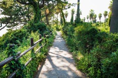 Güneşli Olle yol boyunca palmiye ağaçları, Seogwipo, Jeju Adası, Kore
