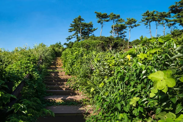 Stairways in lush green hill along olle pathway, Seogwipo, Jeju Island, Korea