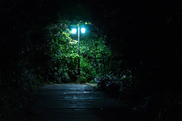 Seowipo、韓国済州島夜の森で街路灯を軽量化 — ストック写真