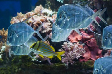 Lookdown fish in aquarium in Haus der Natur, Salzburg clipart
