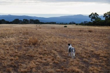 Kangeroos Grampians, Victoria, Avustralya bir gün ışığında izlerken bir alan çobanı köpeği