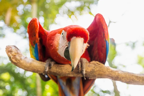 Prosto szuka Scarlett Macaw ptak papuga w góry Ara, Copan Ruinas, Honduras, Ameryka Środkowa — Zdjęcie stockowe