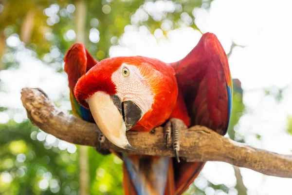 Figlarny szuka Scarlett Macaw ptak papuga Ara Mountain, Copan Ruinas, Honduras, Ameryka Środkowa — Zdjęcie stockowe