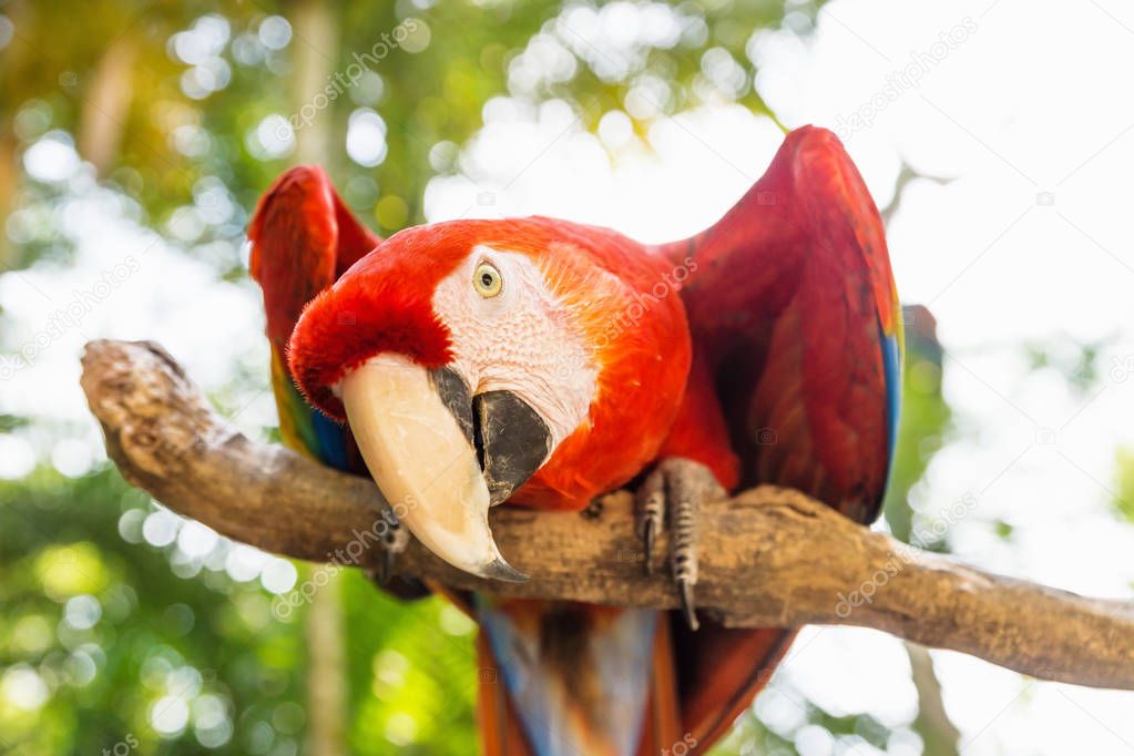 Playful looking Scarlett Macaw bird parrot in Macaw Mountain, Copan Ruinas, Honduras, Central America