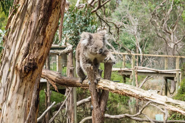 Klimmen Koala op houten paal in Koala Conservation center in Cowes, Phillip Island, Victoria, Australië — Stockfoto