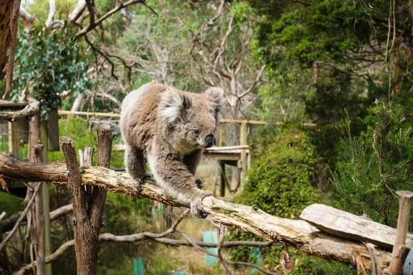 Koala op houten paal in Koala Conservation center in Cowes, Phillip Island, Victoria, Australië — Stockfoto