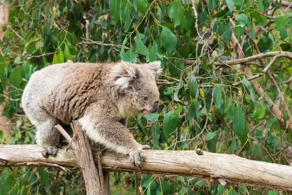 Koala auf Holzstange im Koala Conservation Center in Cowes, Phillip Island, Victoria, Australien — Stockfoto