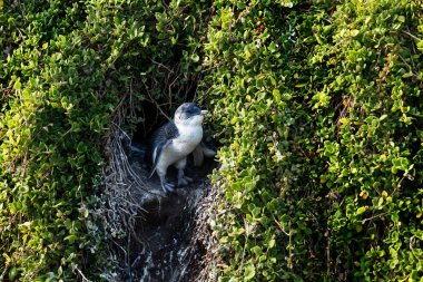 Küçük penguen Phillip Island, Avustralya sonunda yuvadan girişinde güneşin tadını