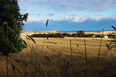 Tepeler ve Phillip Island, Avustralya üzerinde son güneş tarafından tuttu inek ile tarım arazileri