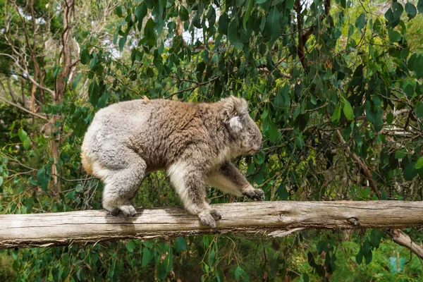 Perfil de walking Koala on wooden pole in Koala Conservation center in Cowes, Phillip Island, Victoria, Australia — Foto de Stock